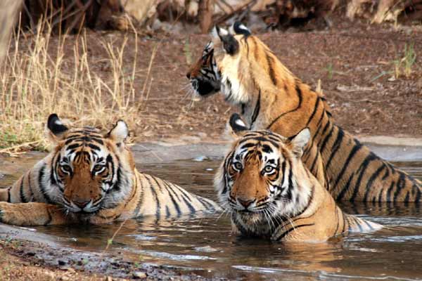 Autoverhuur in Ranthambore